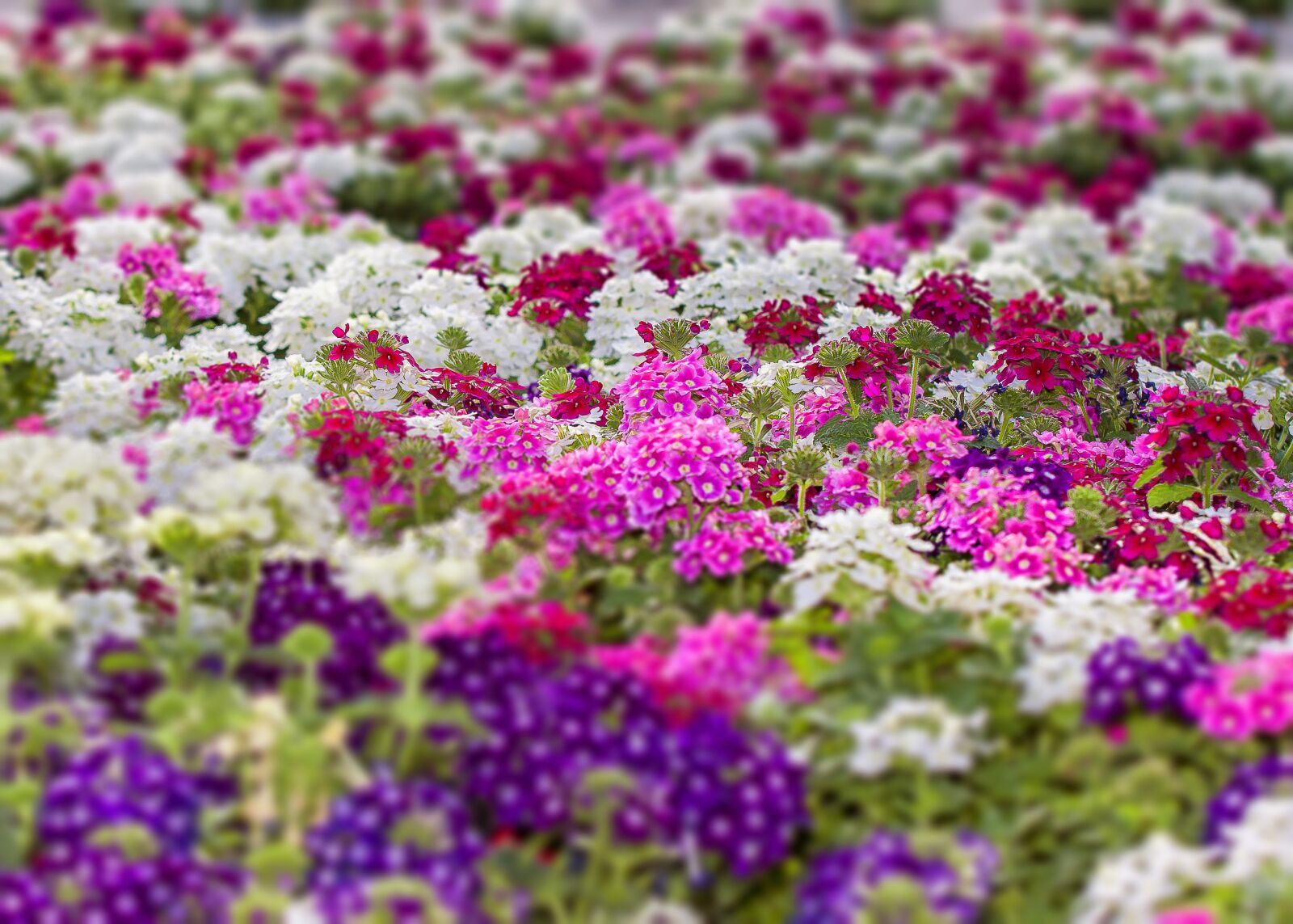 Canon EOS 50D sample photo. Verbeenen, verbena, flower photography