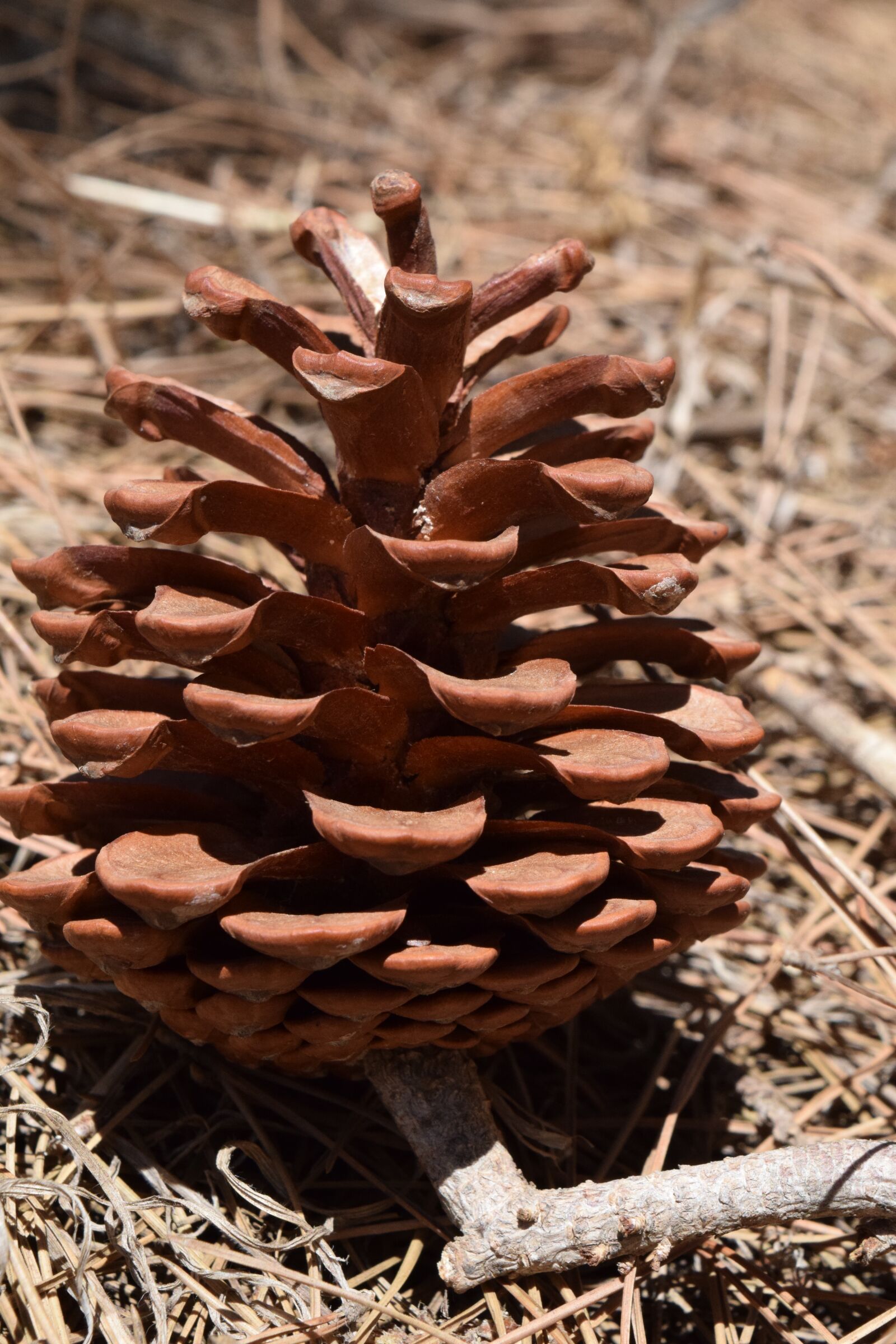 Nikon D3300 sample photo. Tap, pine cones, nature photography