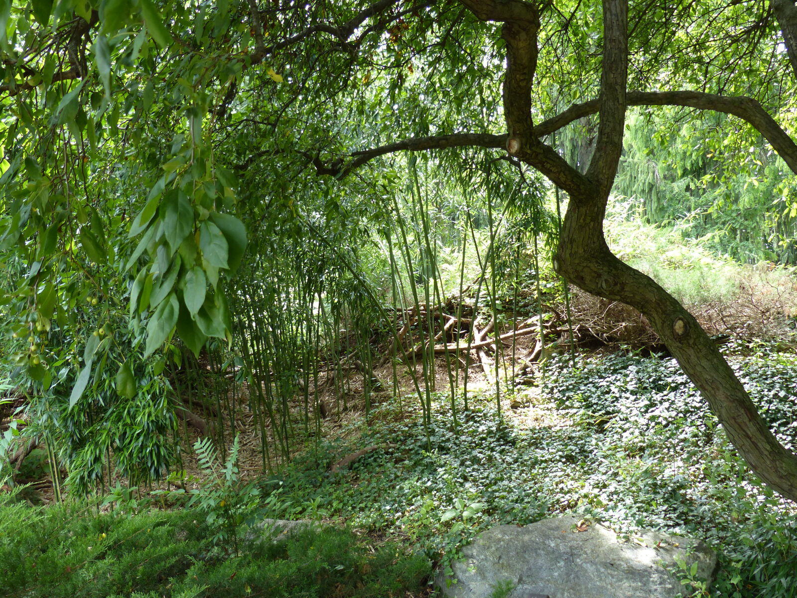 Panasonic Lumix DMC-FZ200 sample photo. Garden, green, nature, trees photography