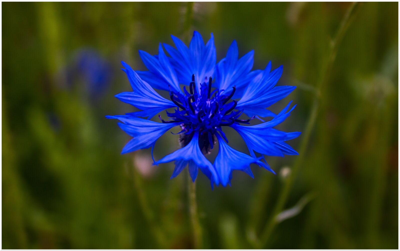 Canon EOS 200D (EOS Rebel SL2 / EOS Kiss X9) sample photo. Cornflower, sky blue, flower photography
