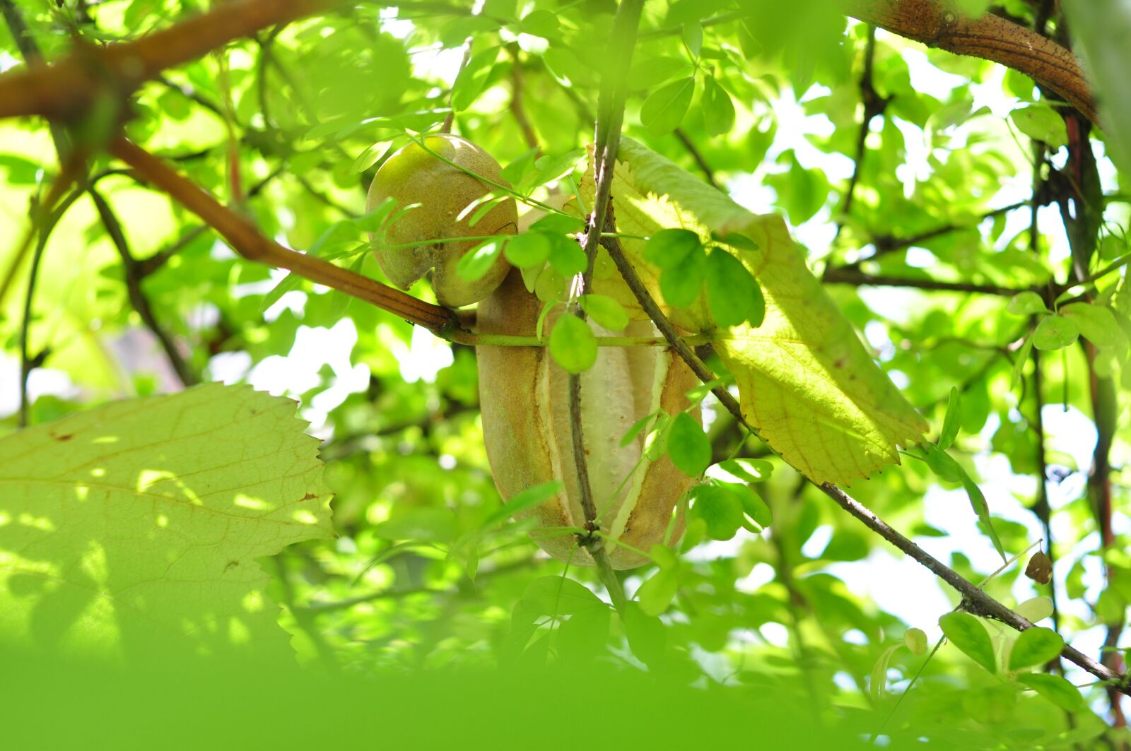 Nikon D90 sample photo. Five leaf akebia, fruit photography
