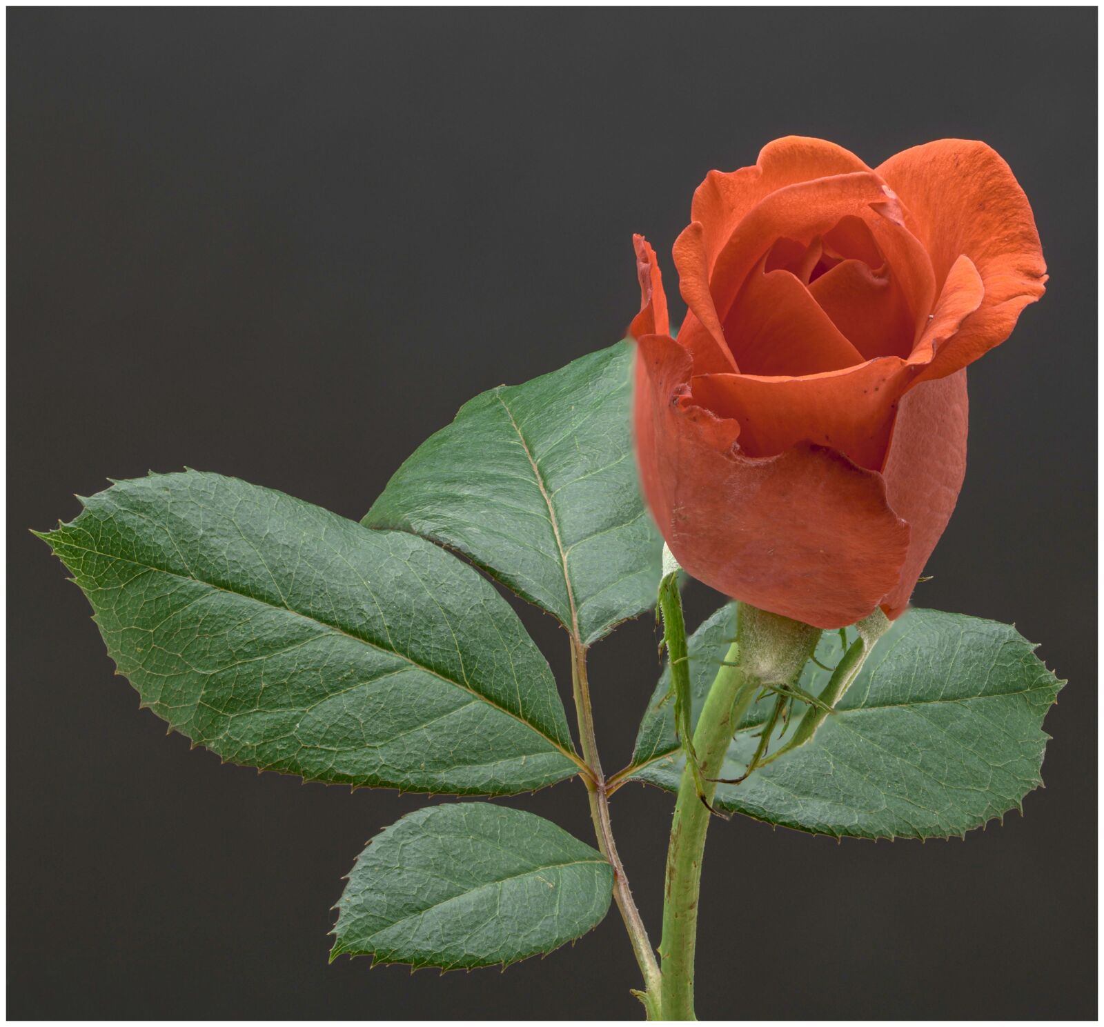 Nikon D850 sample photo. Rose, flower, leaves photography