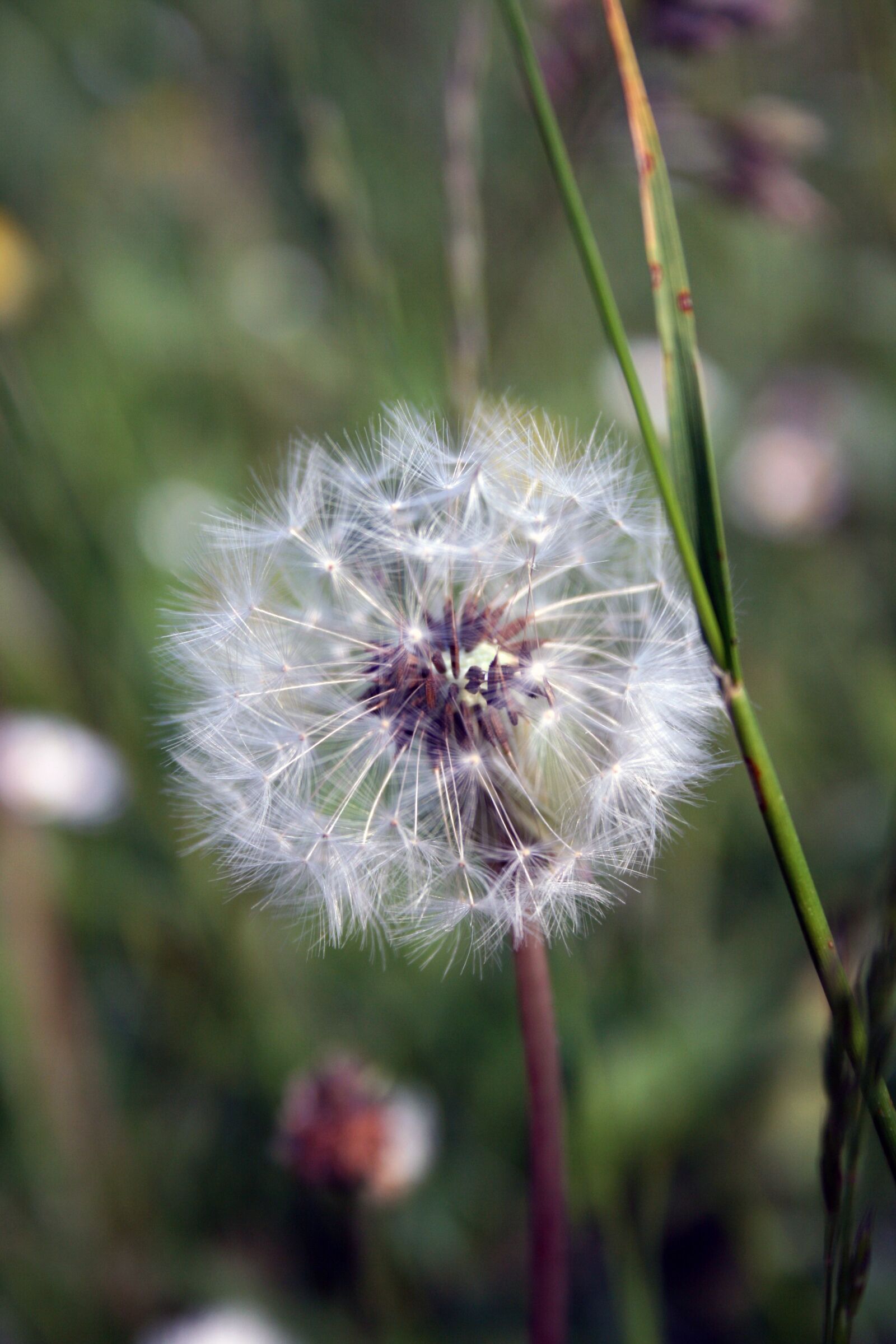 Canon EOS 400D (EOS Digital Rebel XTi / EOS Kiss Digital X) sample photo. Dandelion, blossom, bloom photography