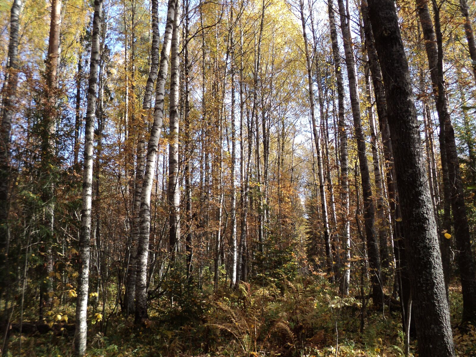 Sony DSC-S2100 sample photo. Forest, autumn, birch photography