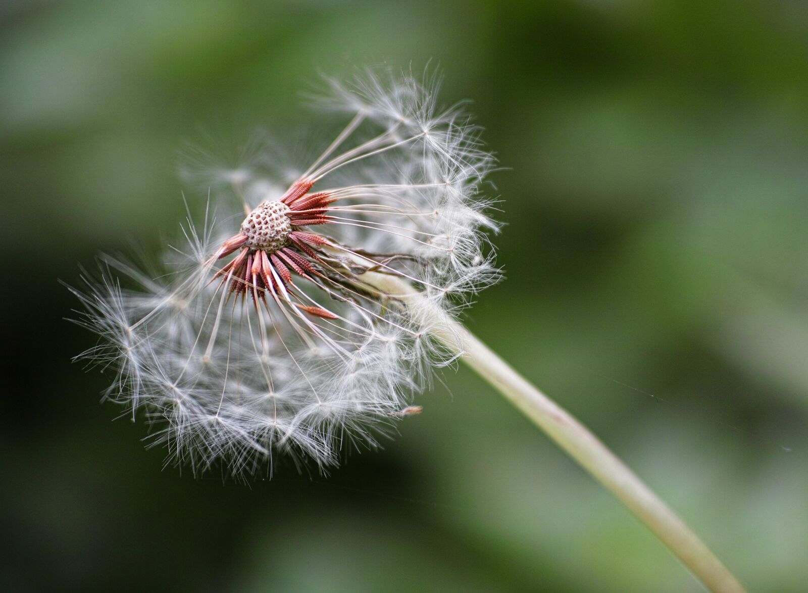 Sigma DP3 Merrill sample photo. Flower, plant, summer photography