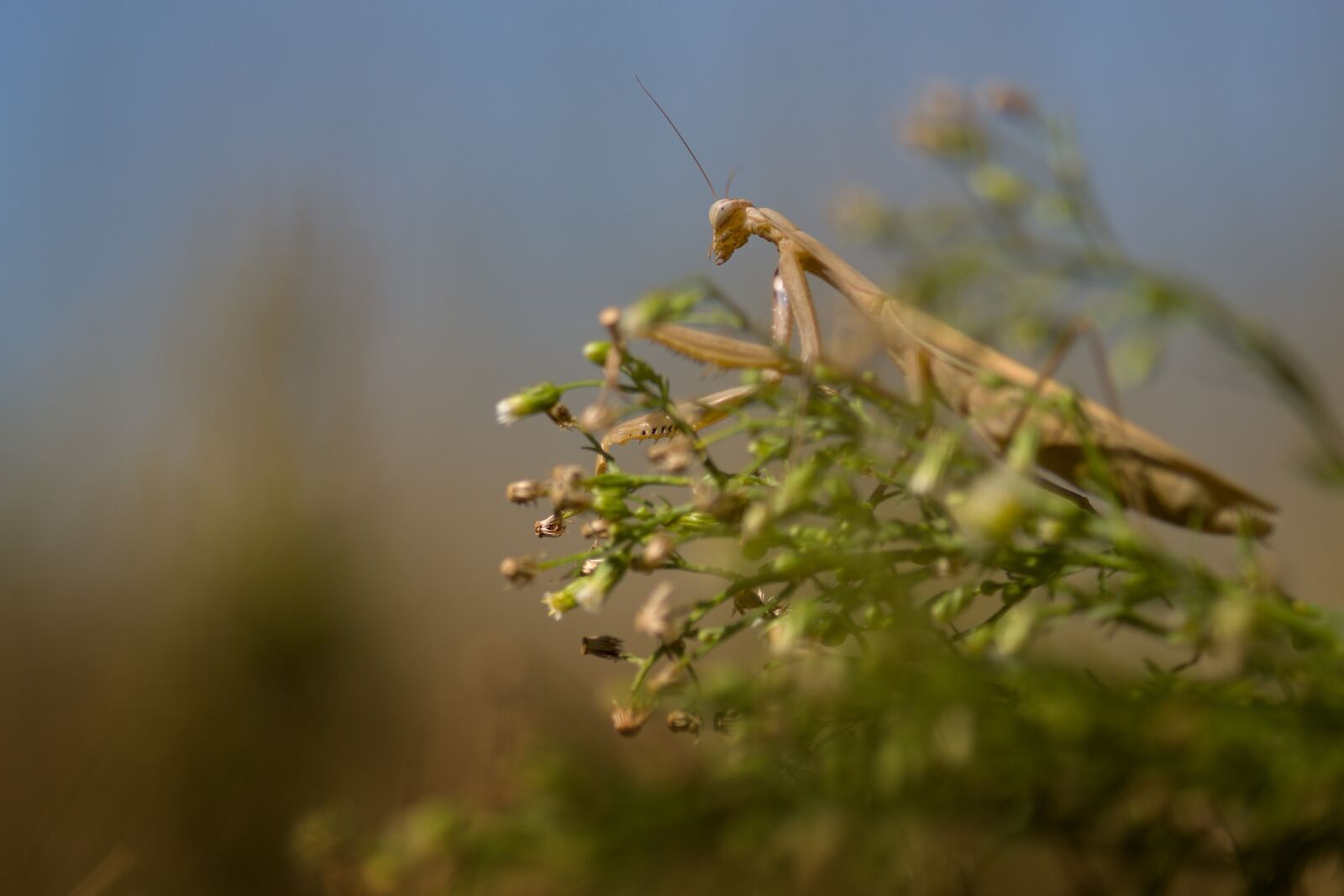 Minolta AF 100mm F2.8 Macro [New] sample photo. Praying, nature, summer photography