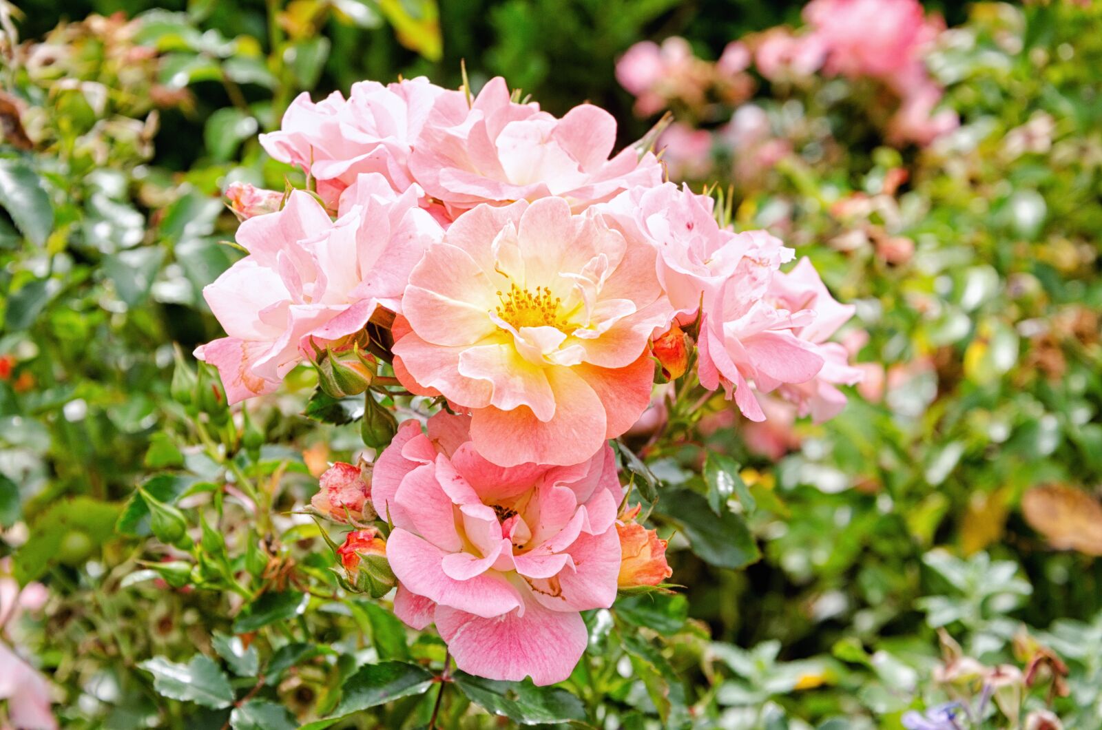 Nikon D5100 sample photo. Flower, plant, garden photography