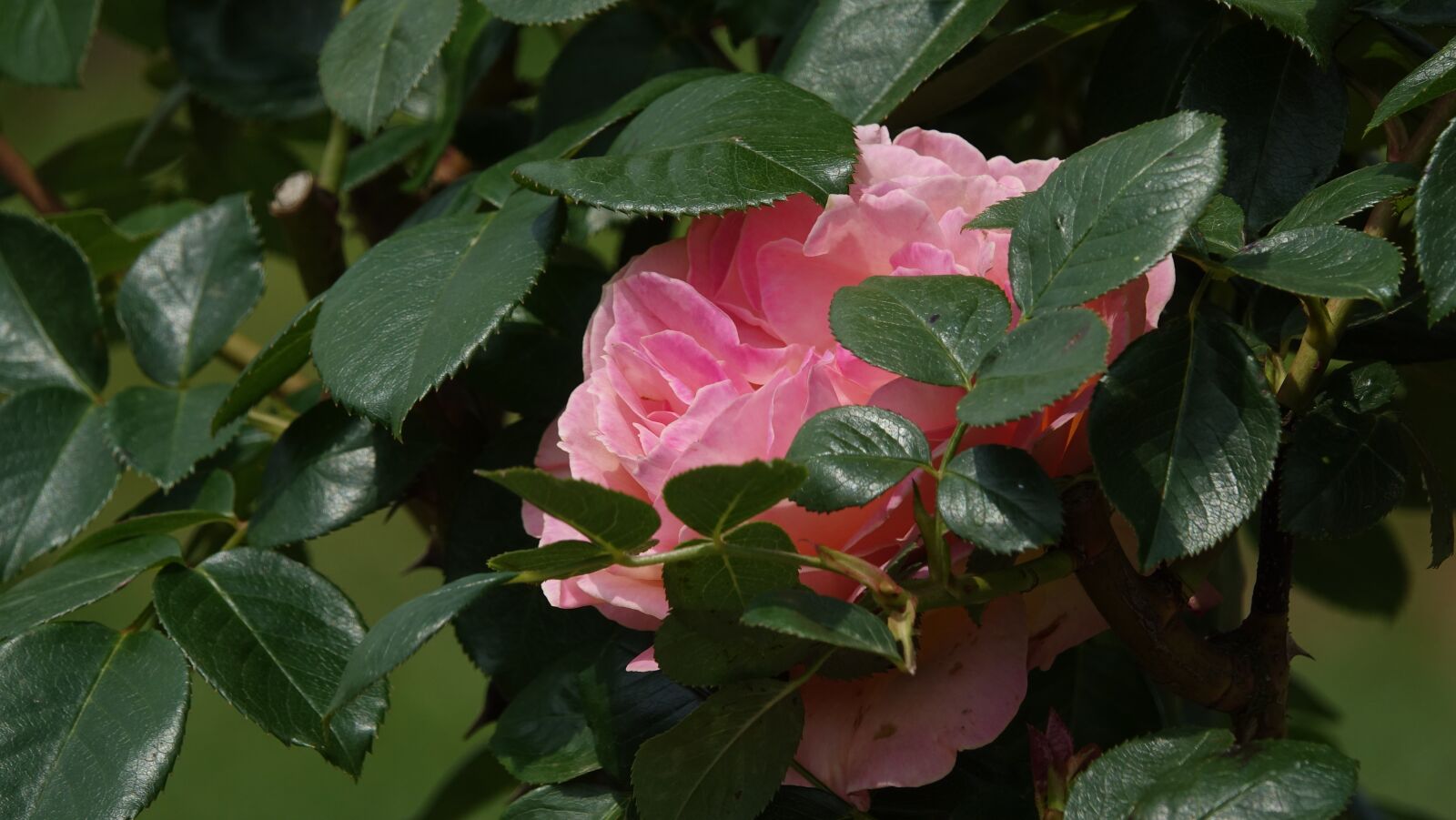 Sony Cyber-shot DSC-RX10 III sample photo. Pink, green leaves, garden photography