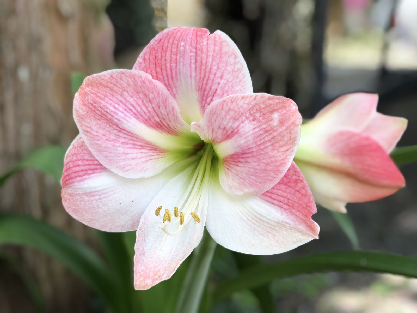 iPhone 8 Plus back dual camera 6.6mm f/2.8 sample photo. Nature, flower, plant photography