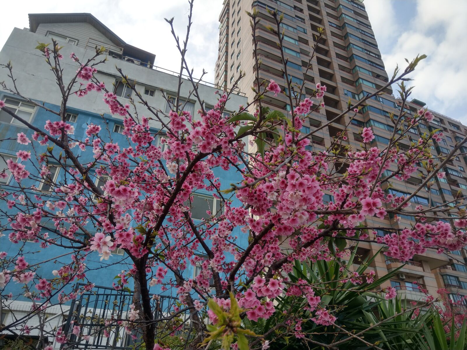 HTC U11+ sample photo. Sakura, cherry blossom, spring photography