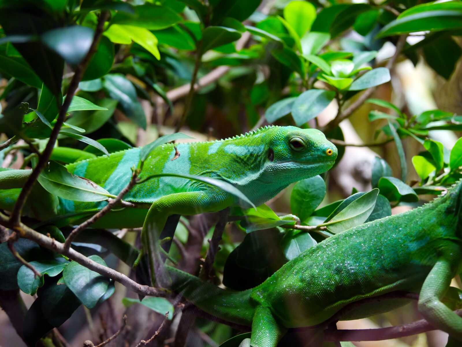 Panasonic DMC-G70 sample photo. Nature, zoo, lizard photography