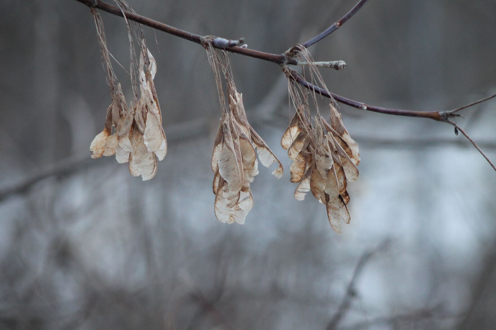 Canon EOS 1100D (EOS Rebel T3 / EOS Kiss X50) + Canon EF 75-300mm f/4-5.6 sample photo. Winter, seeds, branch photography