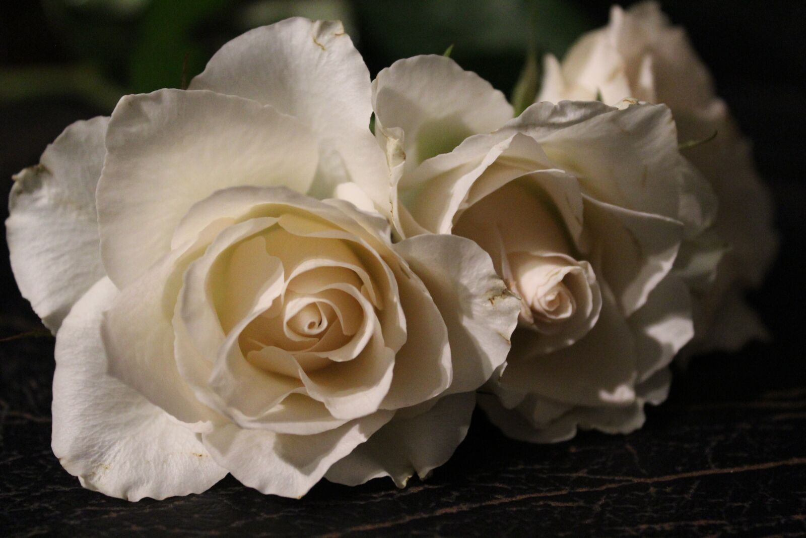 Canon EOS 1300D (EOS Rebel T6 / EOS Kiss X80) sample photo. White rose, rose, love photography