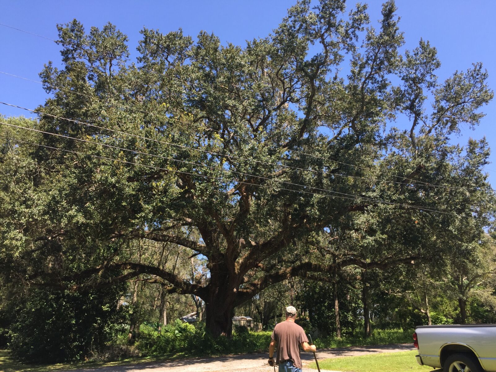 iPhone 6 back camera 4.15mm f/2.2 sample photo. Oak, tree photography