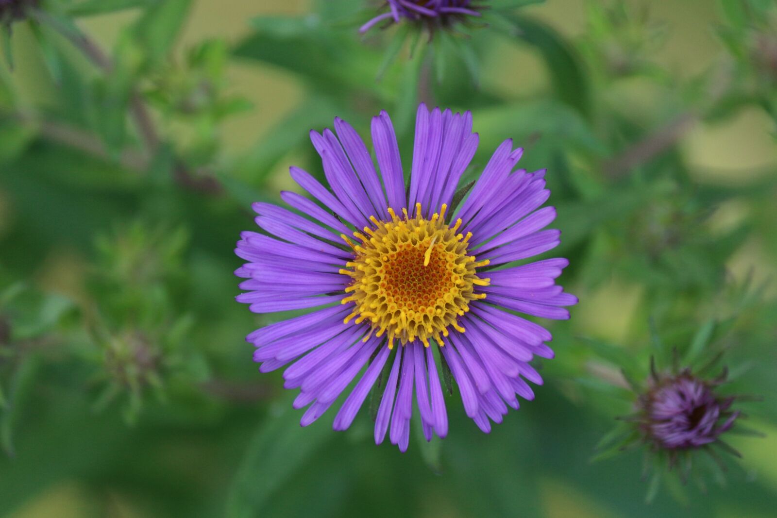 Canon EOS 100D (EOS Rebel SL1 / EOS Kiss X7) + Canon EF-S 55-250mm F4-5.6 IS II sample photo. Flower, aster, nature photography