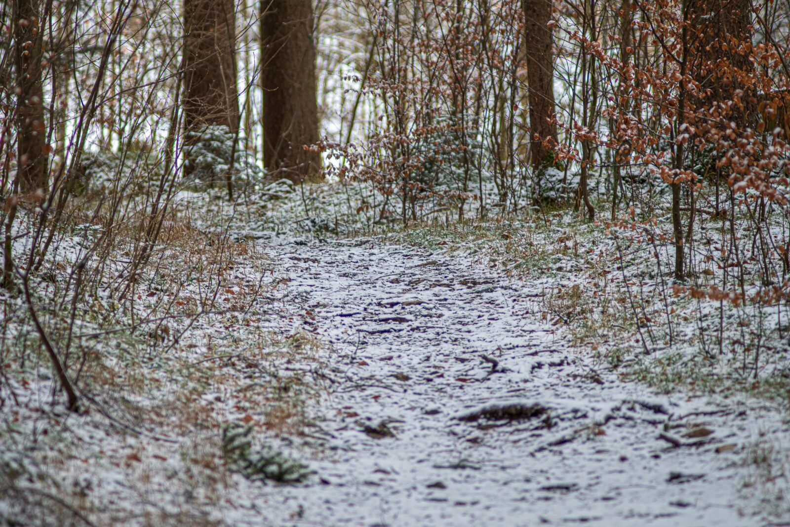 Leica CL sample photo. Forest, winter wonderland, away photography