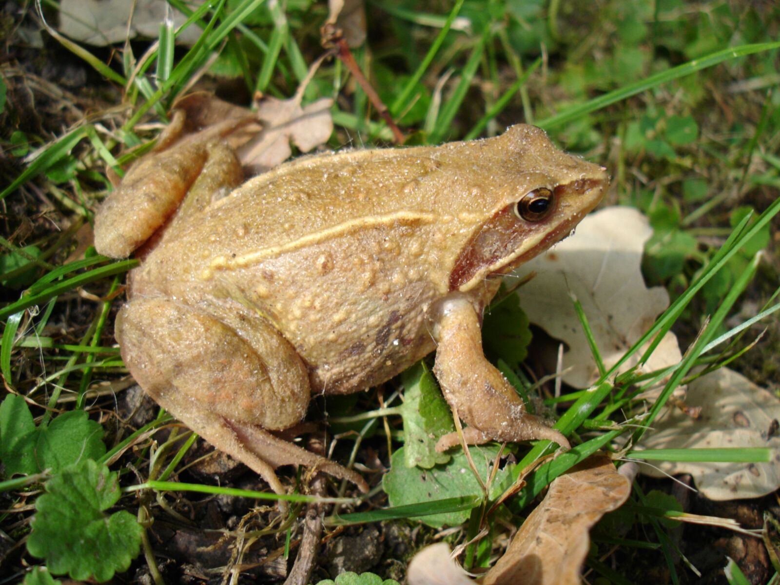 Sony DSC-W1 sample photo. Toad, meadow, nature photography