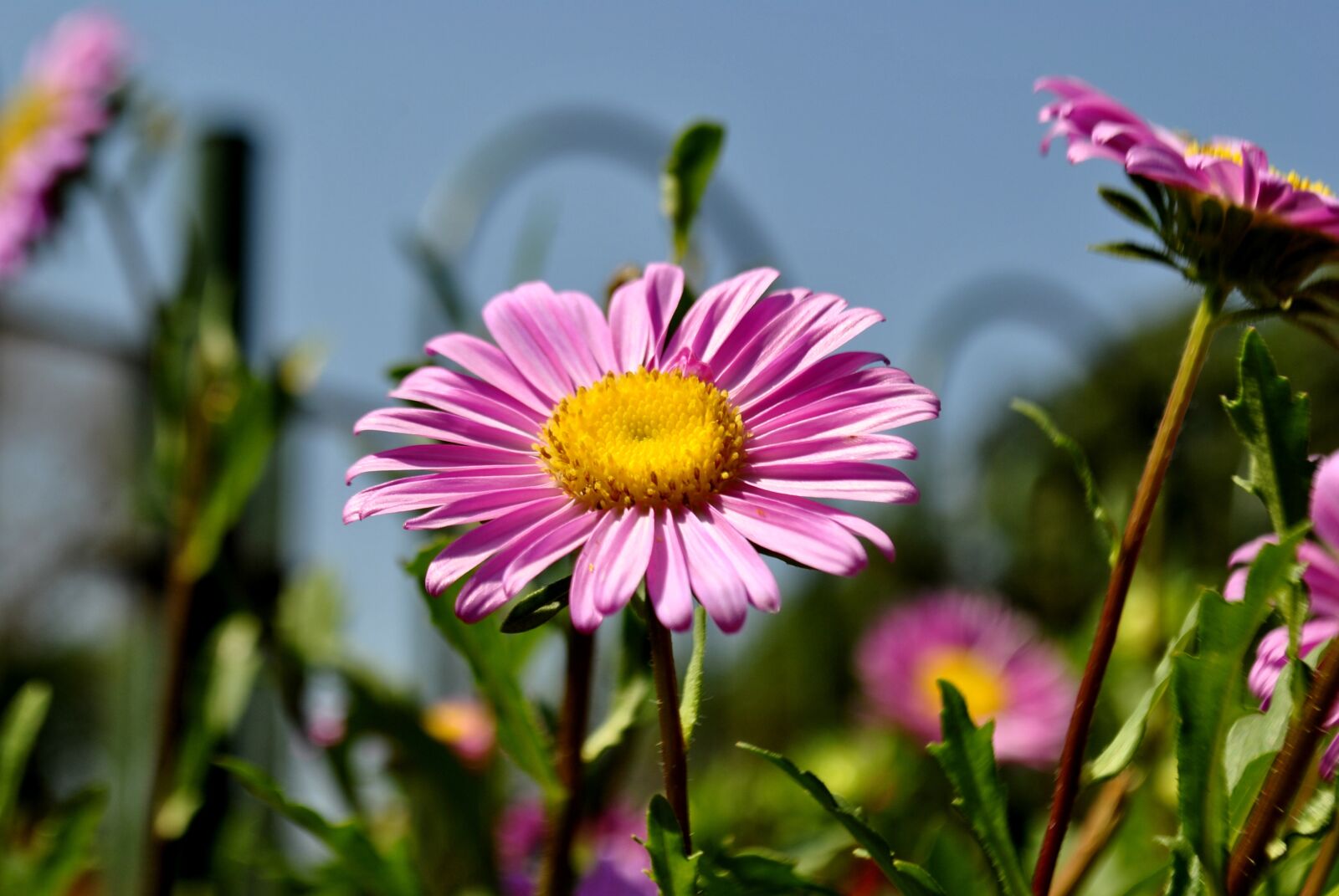 Nikon D3000 sample photo. Flower, pink, blossom photography