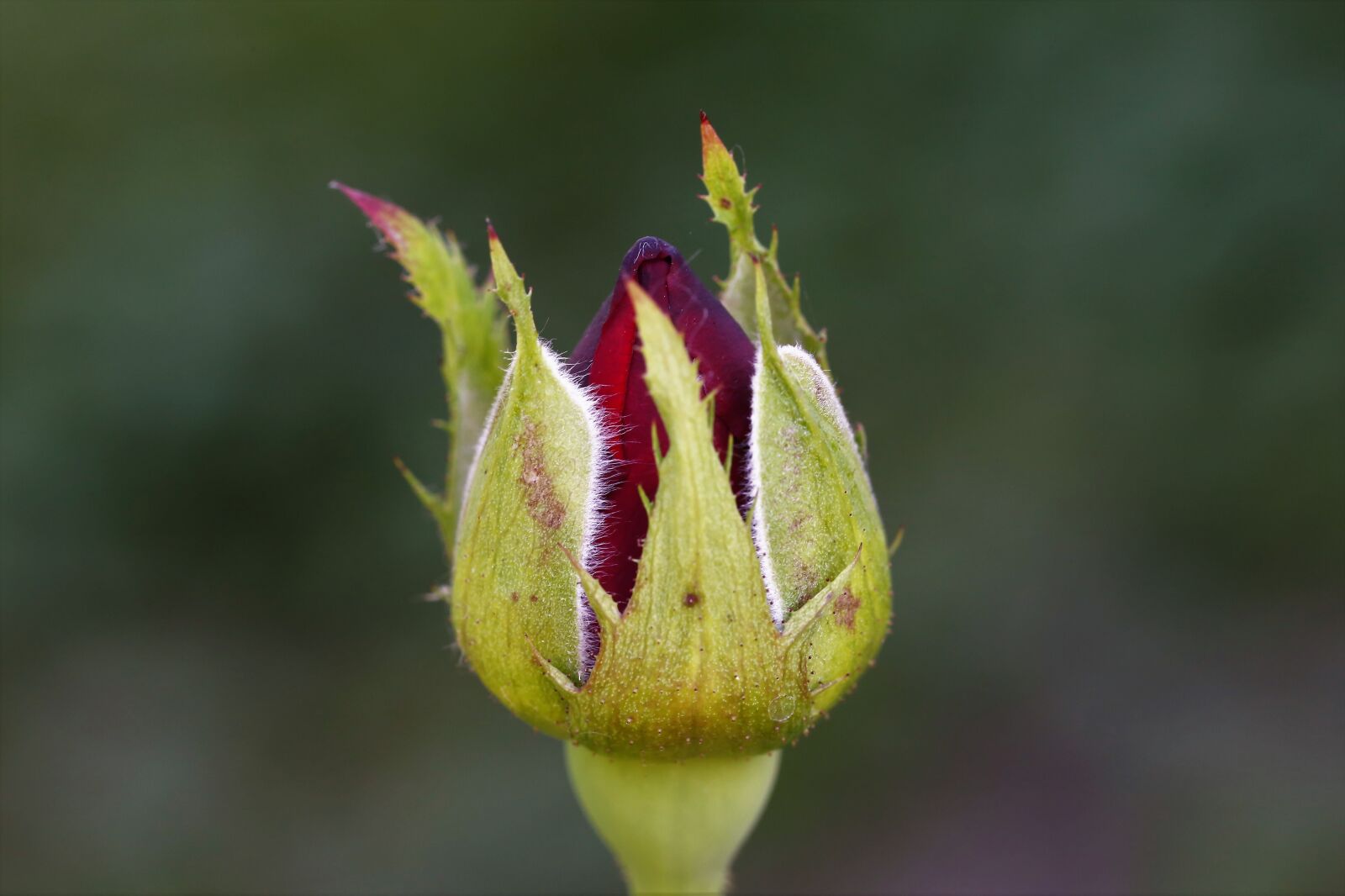 Canon EOS 6D + Canon EF 100mm F2.8 Macro USM sample photo. Red violet rose velvet photography