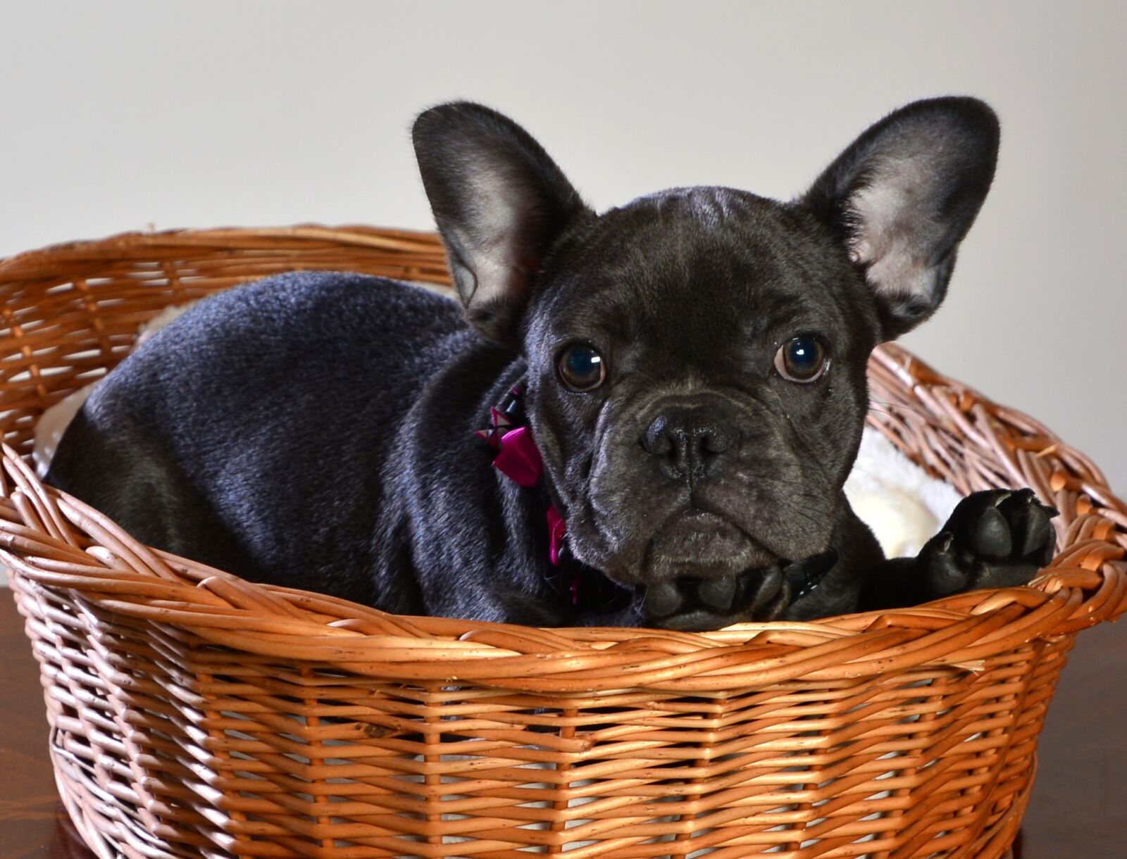 Nikon D600 sample photo. French bulldog, dog, animal photography