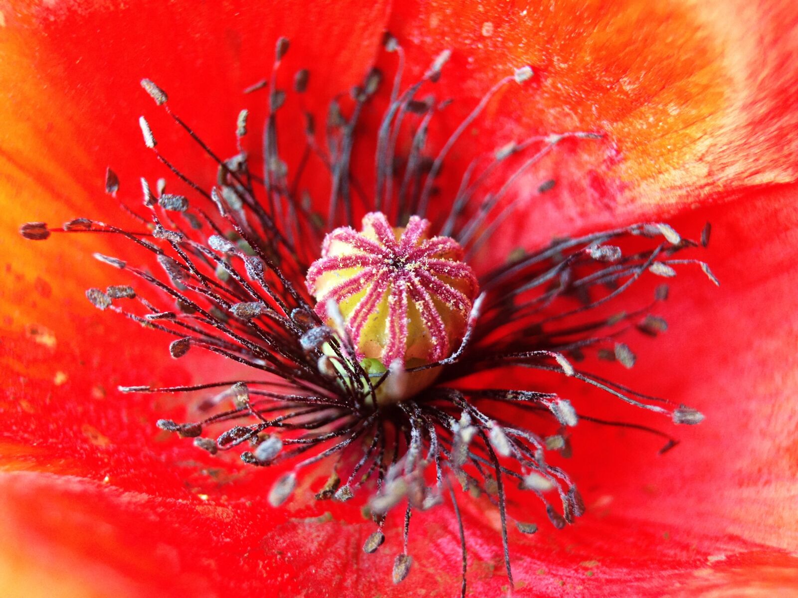 iPhone 5 back camera 4.12mm f/2.4 sample photo. Poppy, plant, nature photography