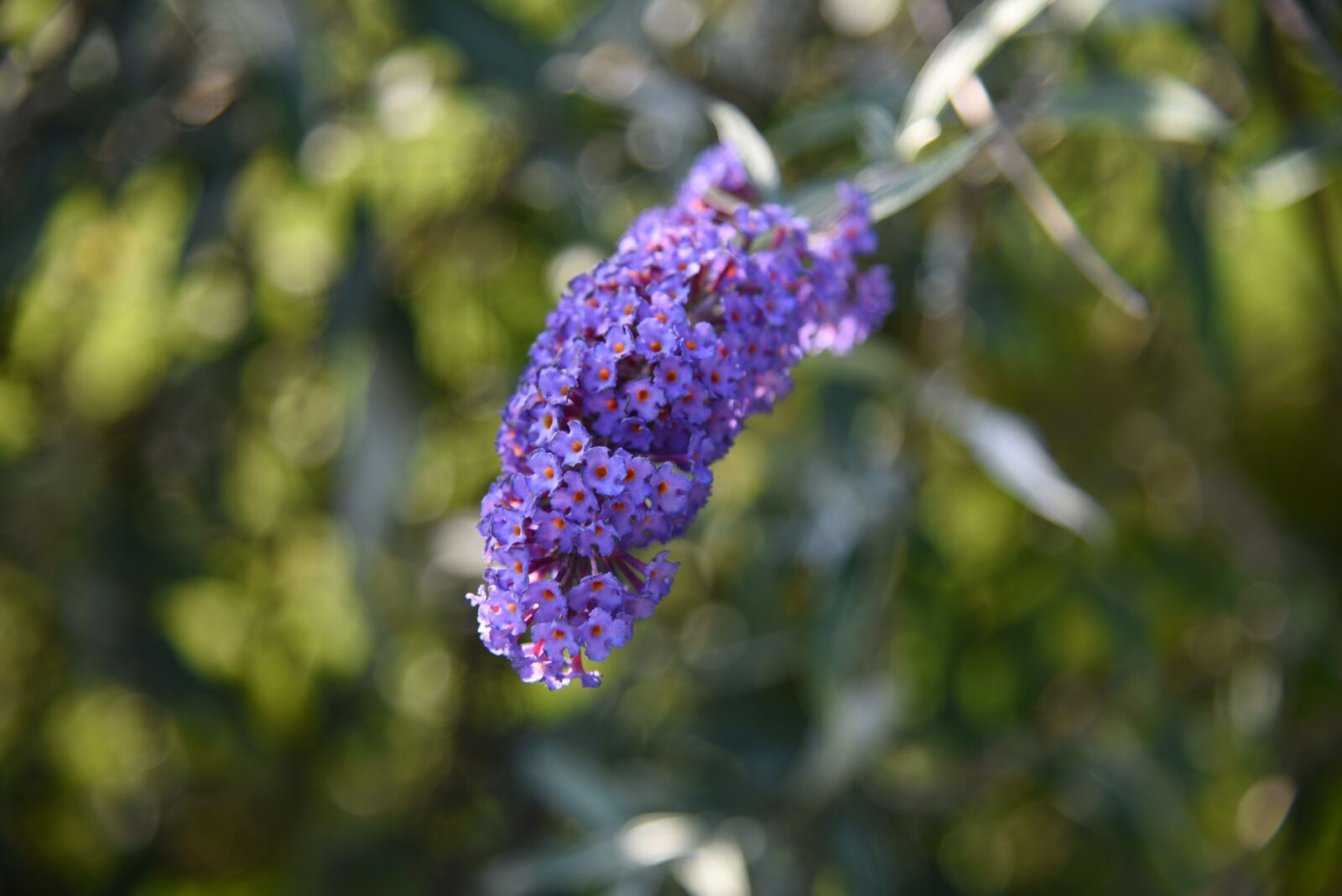 Nikon D750 sample photo. Lilac, butterfly, summer photography