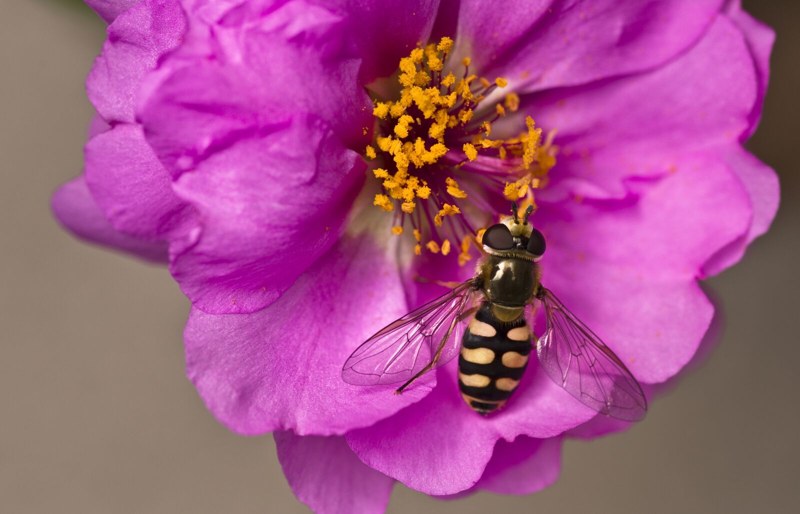 Pentax K-30 sample photo. Hoverfly, garden, flower photography