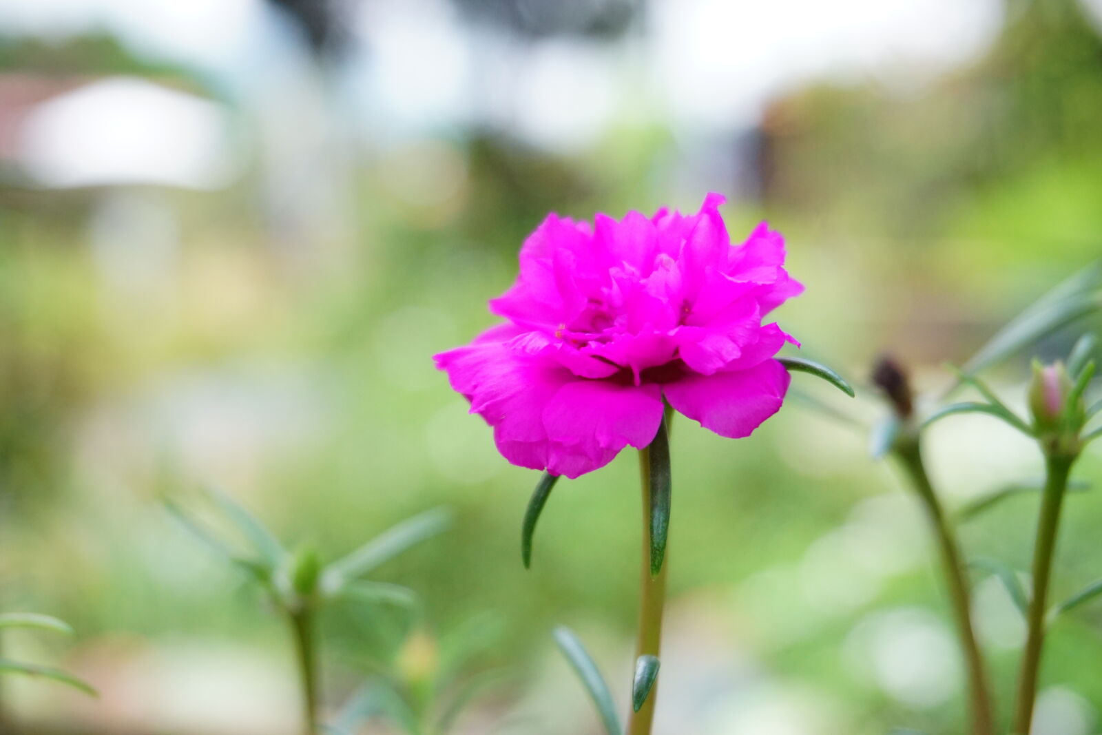 Sony E 16-50mm F3.5-5.6 PZ OSS sample photo. Bokeh, flower, petals, freshness photography