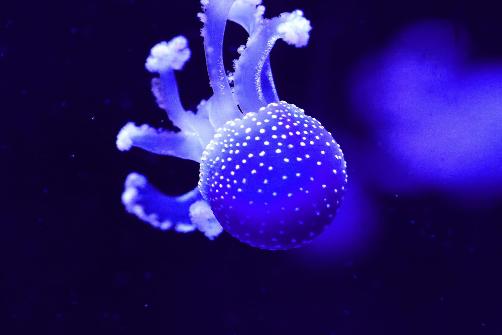 Canon EOS 7D Mark II sample photo. Jellyfish, aquarium, light photography