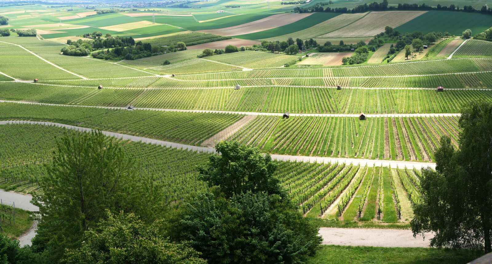 Panasonic Leica DG Summilux 25mm F1.4 II ASPH sample photo. Panorama, vineyards, vines photography