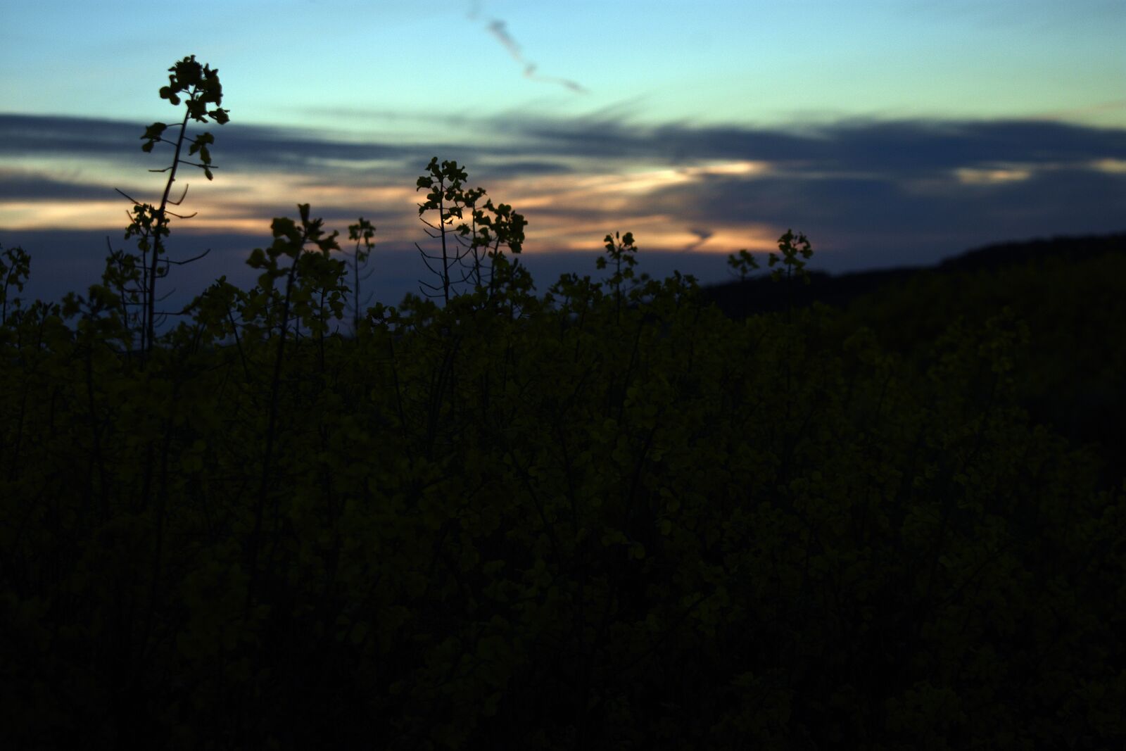 Nikon D3400 sample photo. Rapeseed, field, figure photography