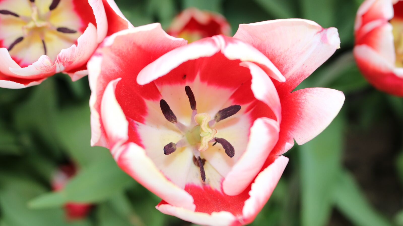 Canon EOS 750D (EOS Rebel T6i / EOS Kiss X8i) sample photo. Flower, nature, plant photography