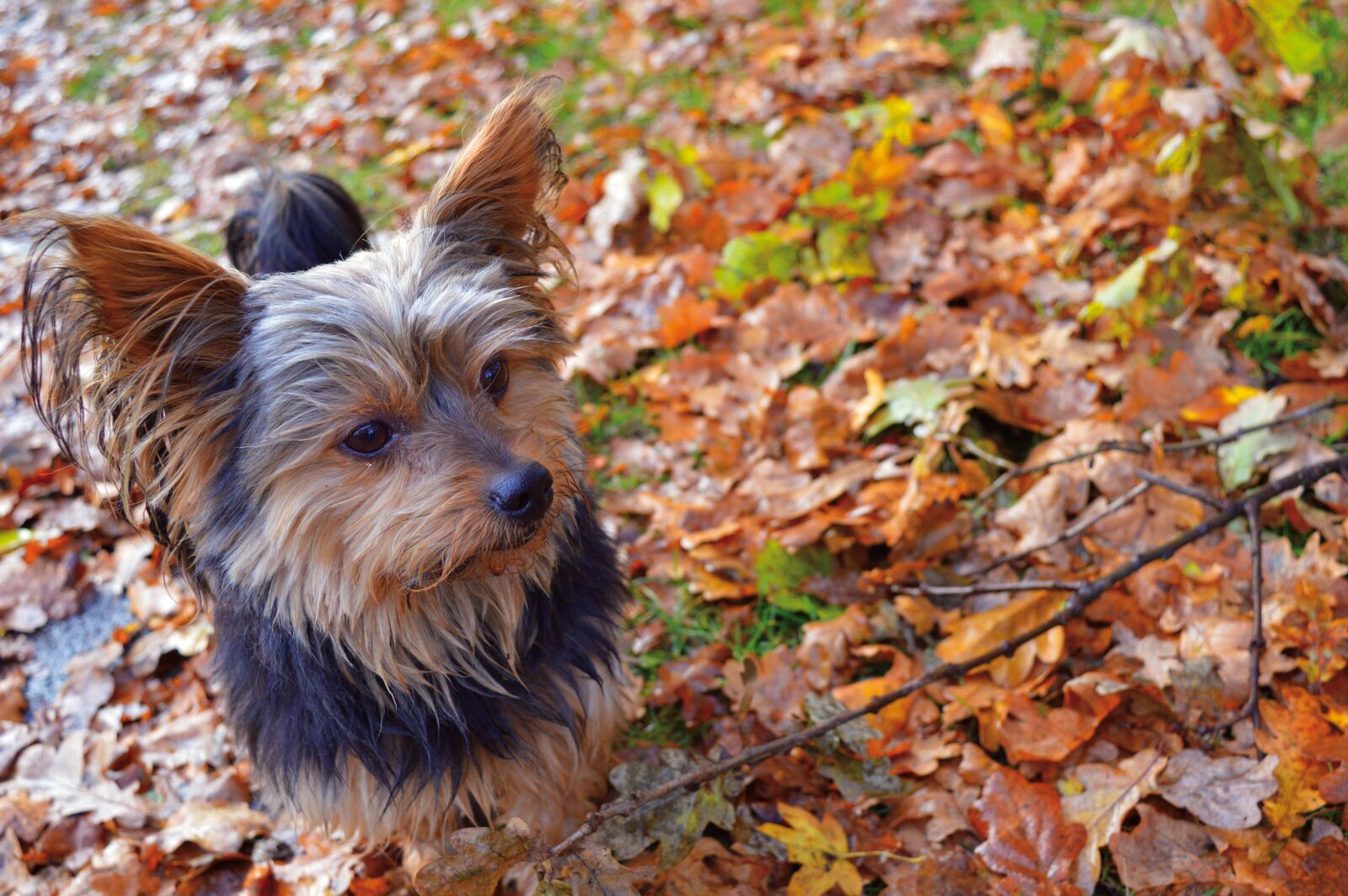 Nikon D3200 sample photo. Yorkshire in the foliage photography