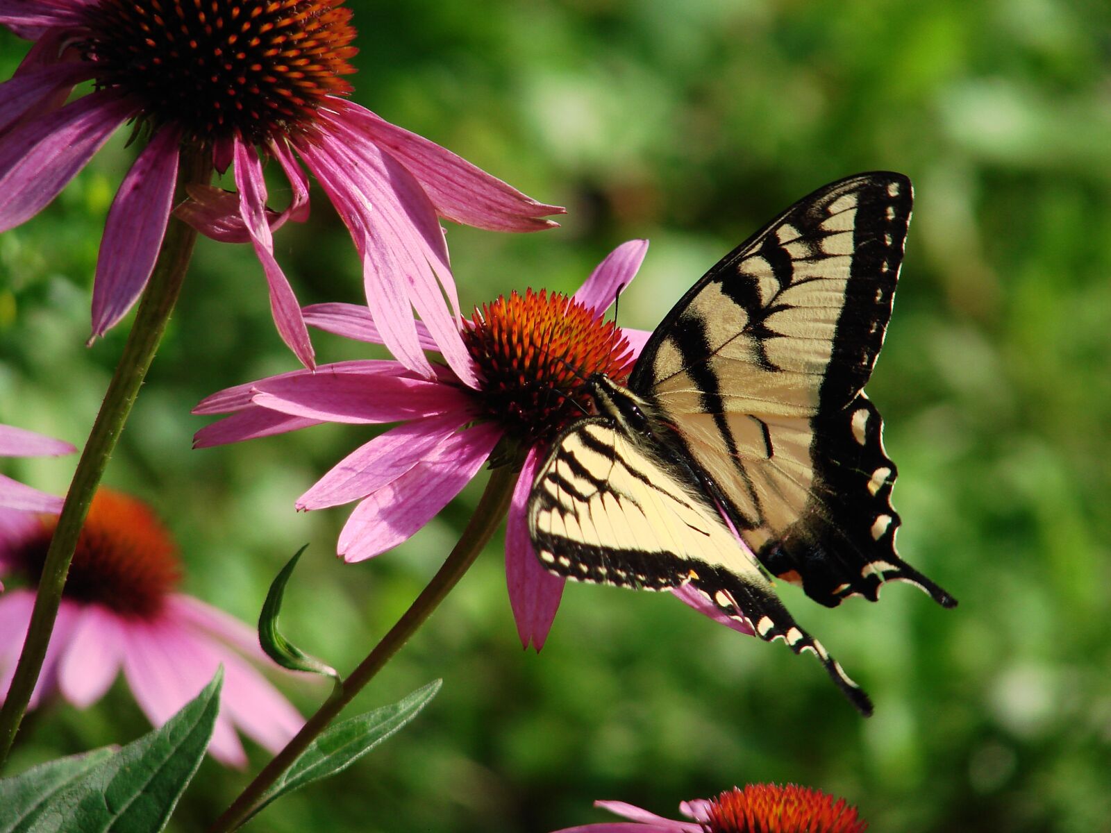 Sony DSC-H5 sample photo. Butterfly, echinacea, pink photography