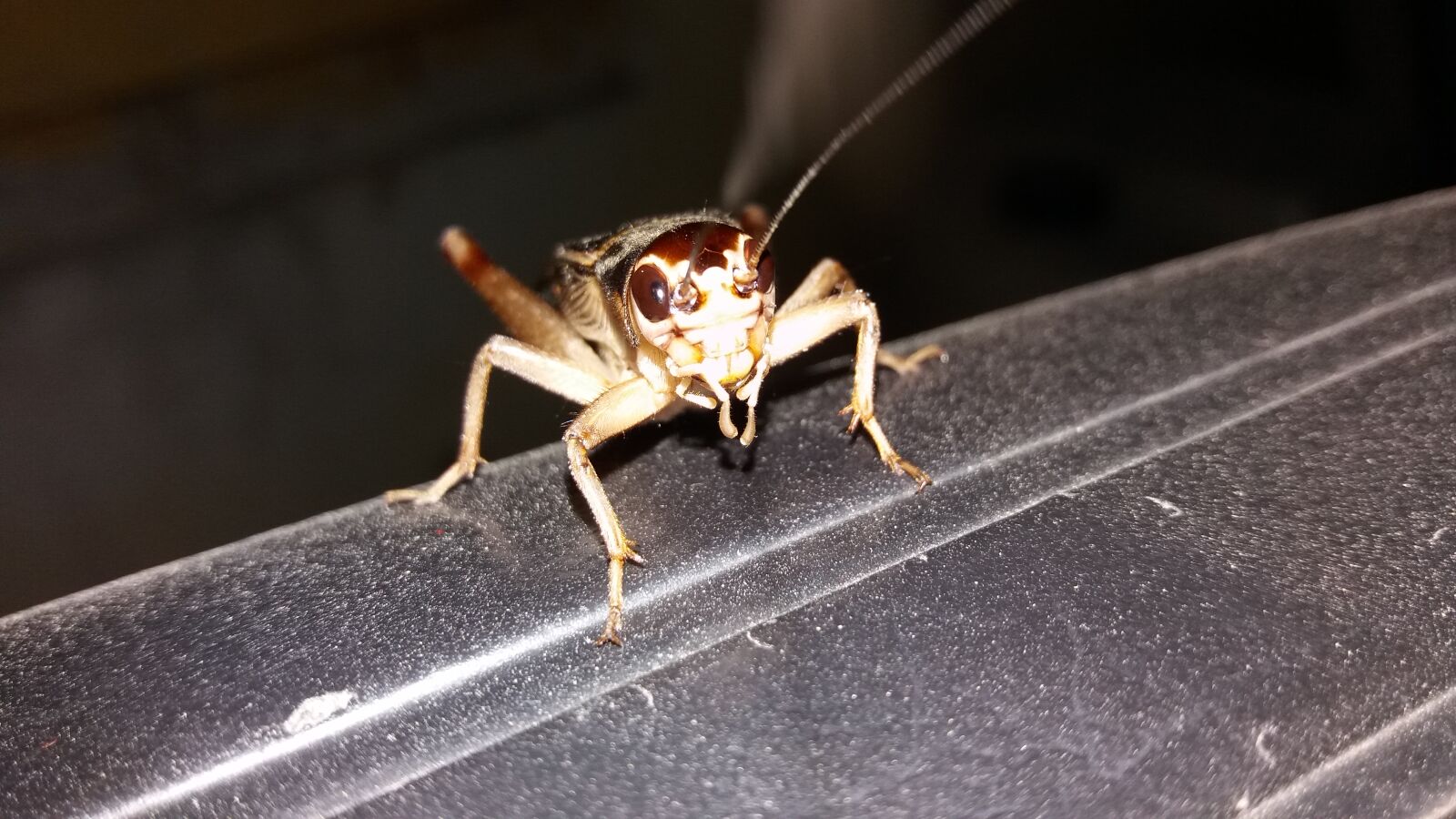 Samsung Galaxy J5 sample photo. Grasshopper photography