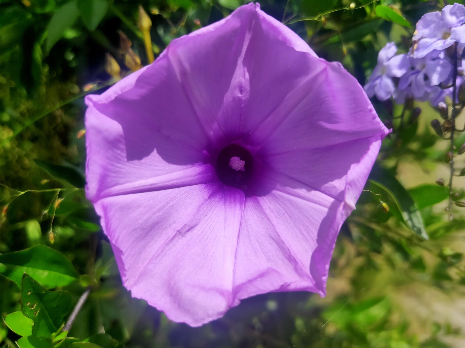 Realme 3 PRO sample photo. Bunga, pemandangan, indah photography