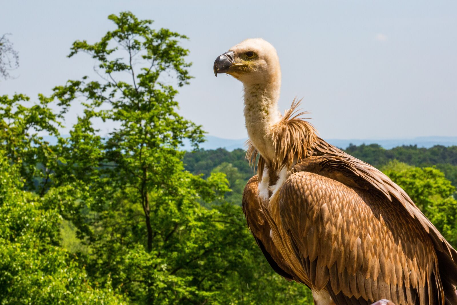 Canon EOS 5D Mark III sample photo. Griffon vulture, vulture, bird photography