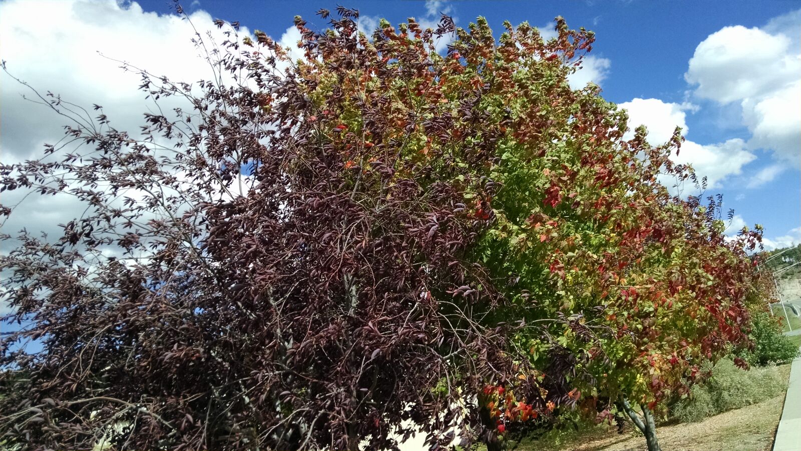 Motorola XT1080 sample photo