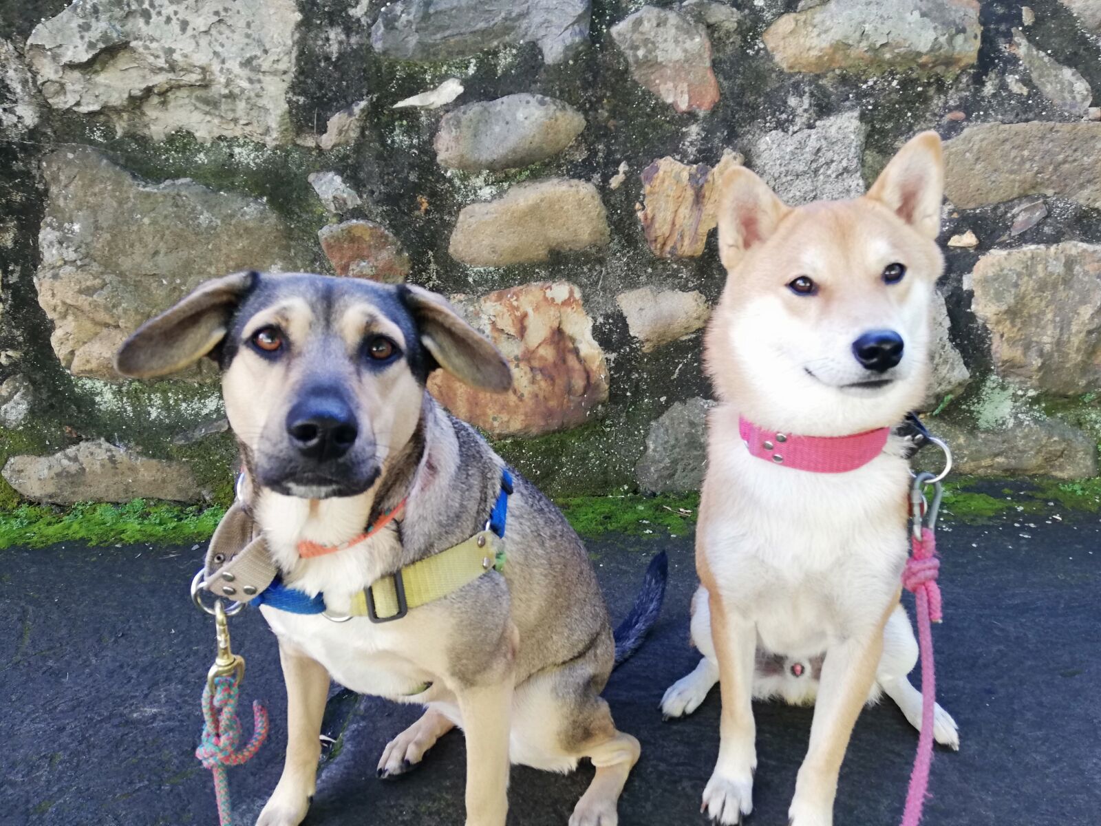 HUAWEI ANE-LX1 sample photo. Dogs, training, open air photography