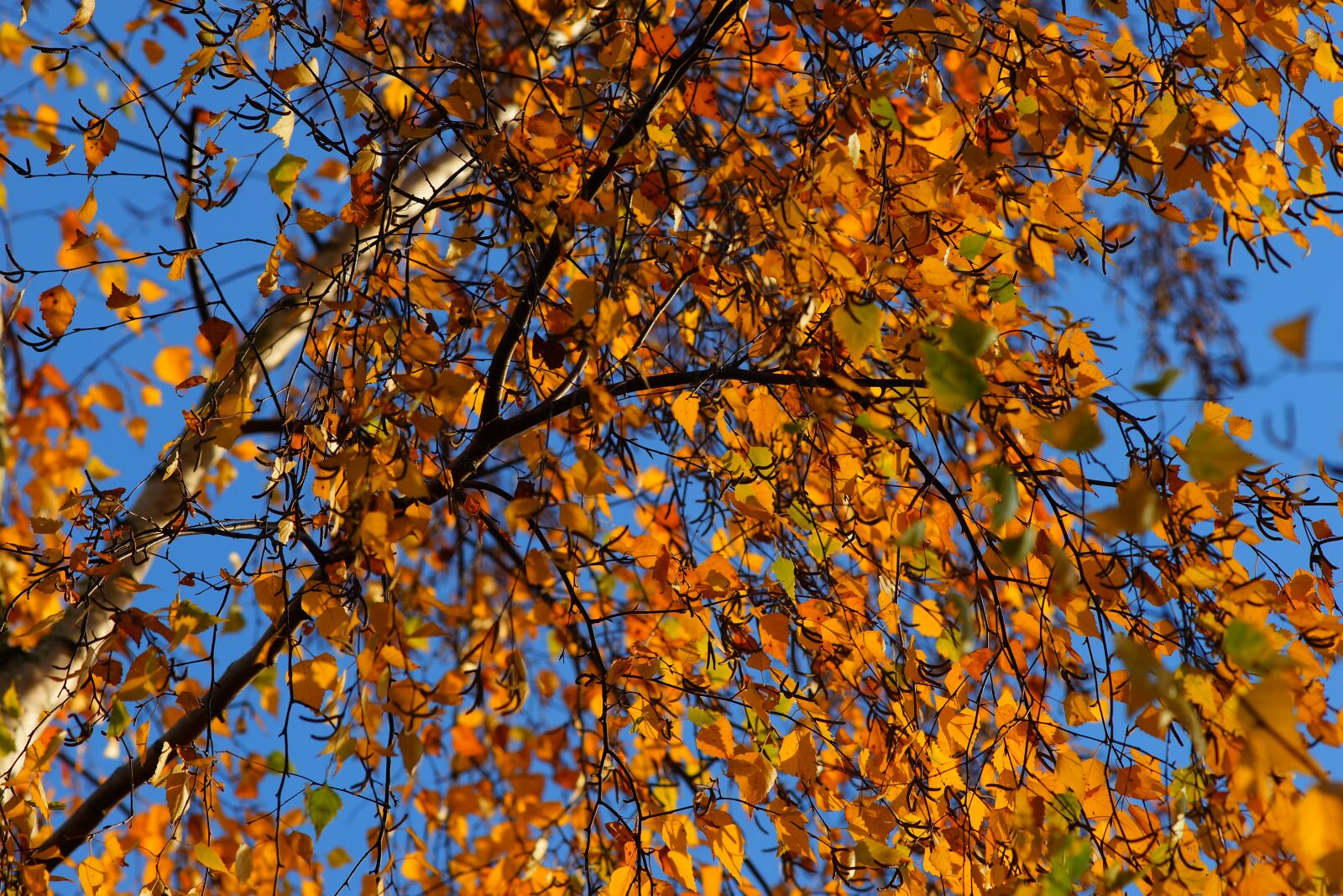 Sony a99 II sample photo. Birch, late autumn, nature photography