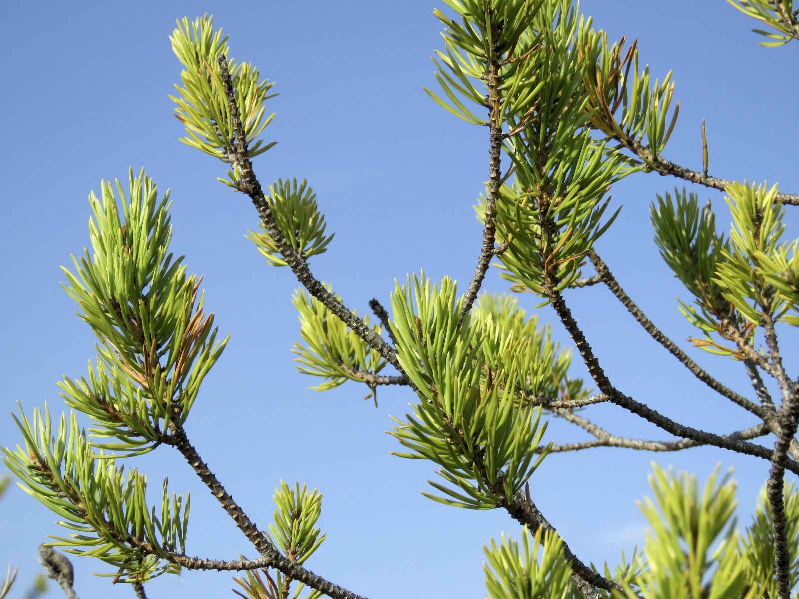 Canon PowerShot SX60 HS sample photo. Branch, pine, sky photography