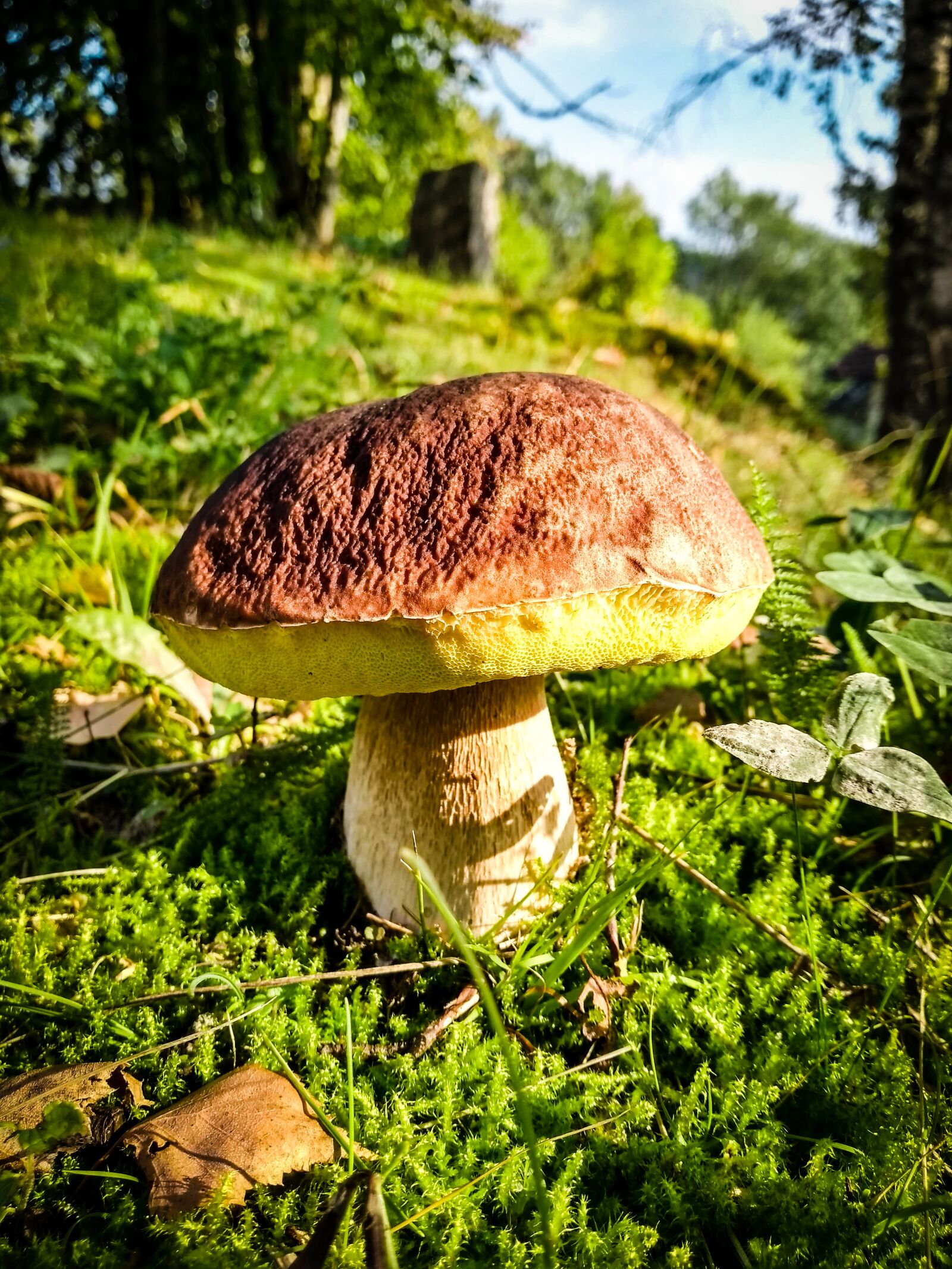 Motorola Moto G (5S) sample photo. Mushroom, cep, forest photography