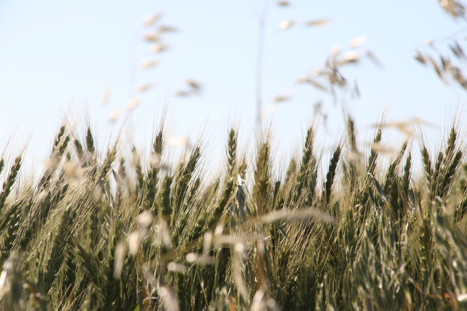 Canon EOS 7D Mark II sample photo. Barley, barley, field, blue photography