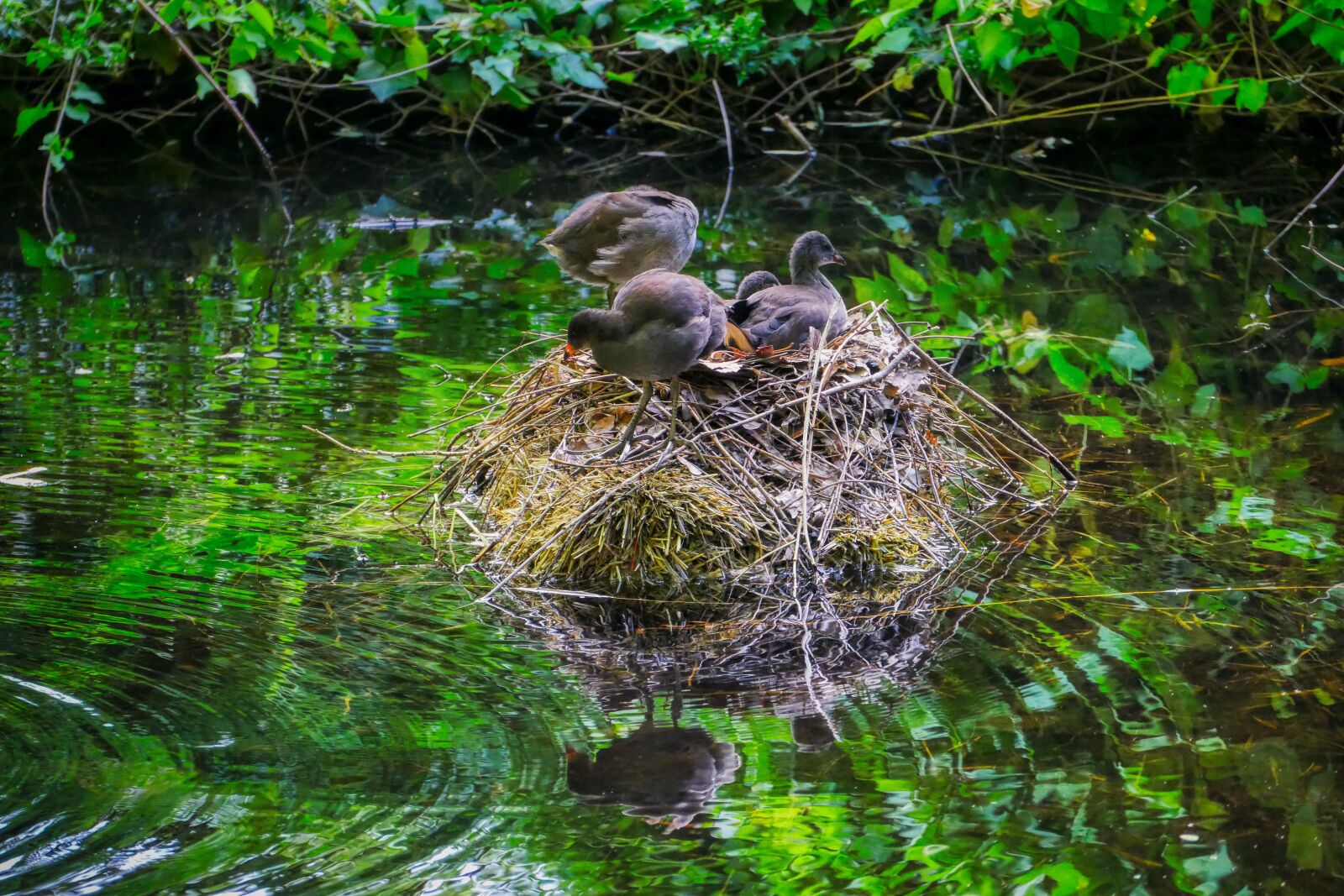 Panasonic Lumix DMC-GX8 sample photo. Ducks, chicks, nest photography