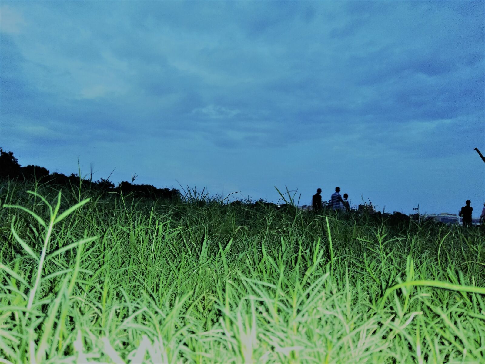 Xiaomi Redmi Note 4 sample photo. Blue, sky, green, grass photography