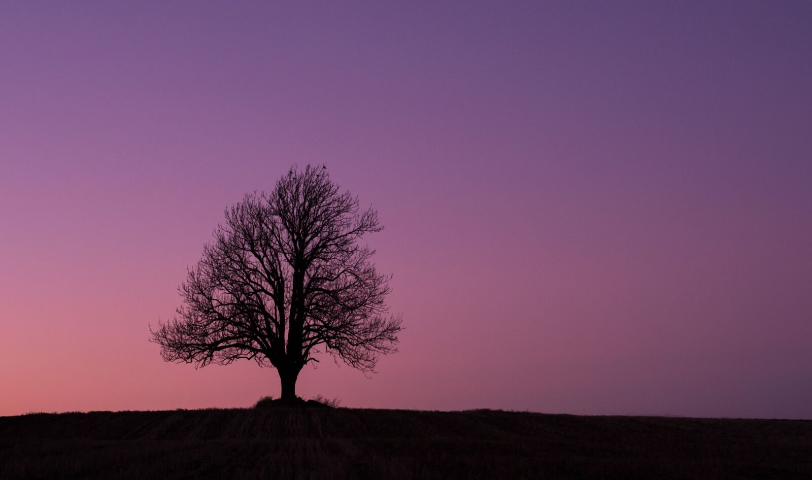 Nikon D750 sample photo. Three, sunset, alone photography