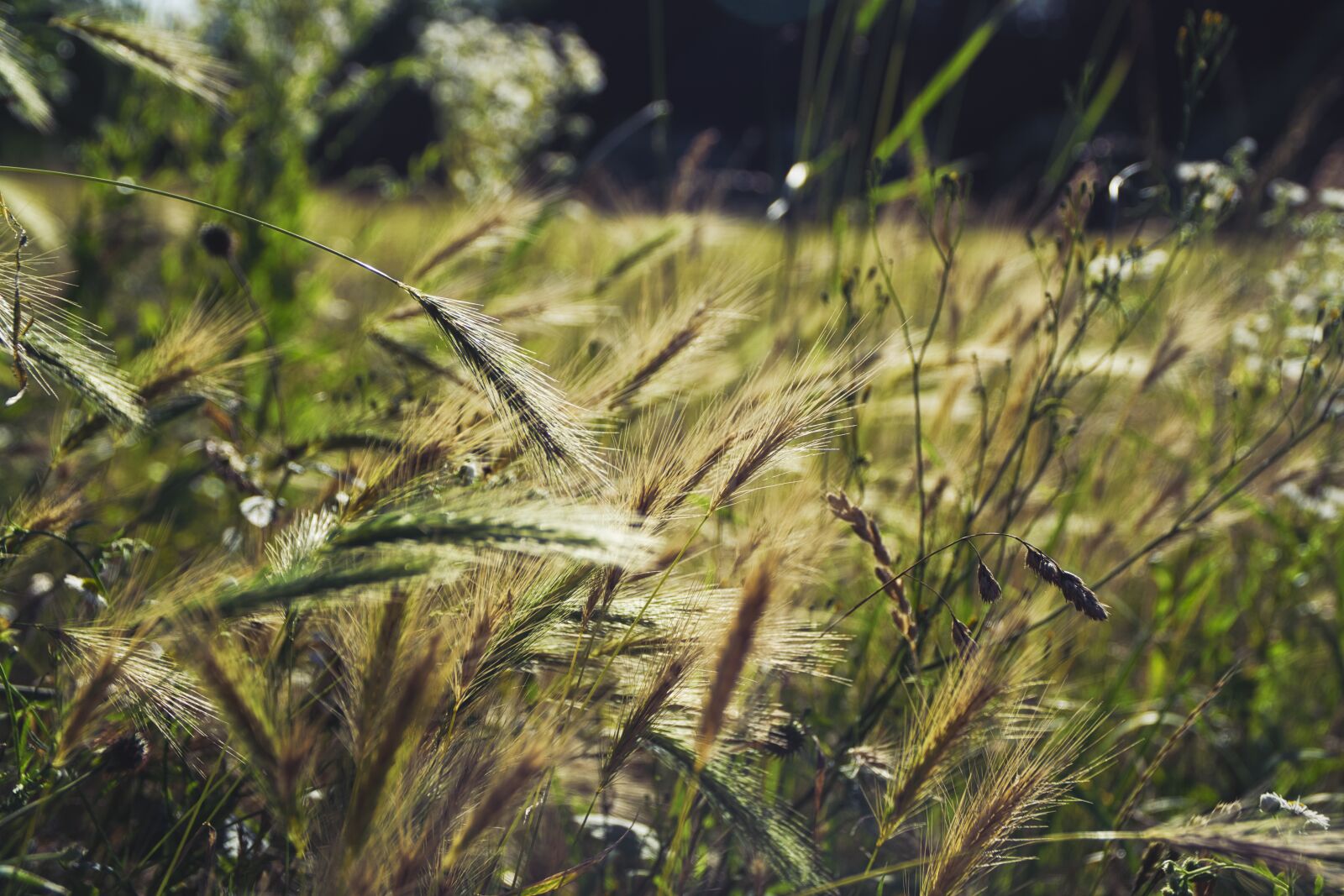 Sony a6000 + Sony E PZ 18-105mm F4 G OSS sample photo. Field, summer, meadow photography