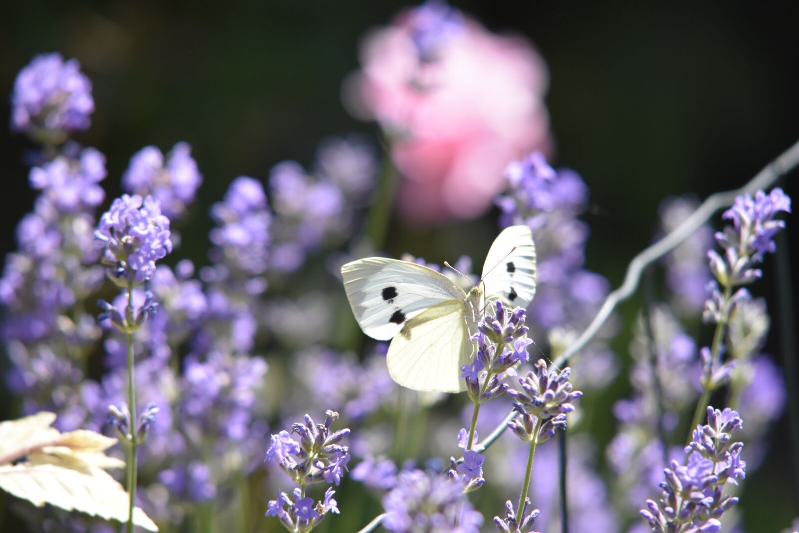Nikon D7200 sample photo. Butterfly, flowers, insect photography