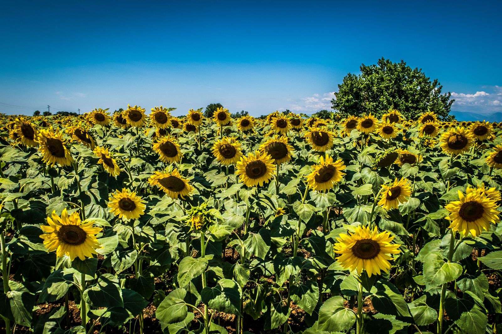 Canon PowerShot G7 X Mark II sample photo. Sunflower, campaign, tree photography