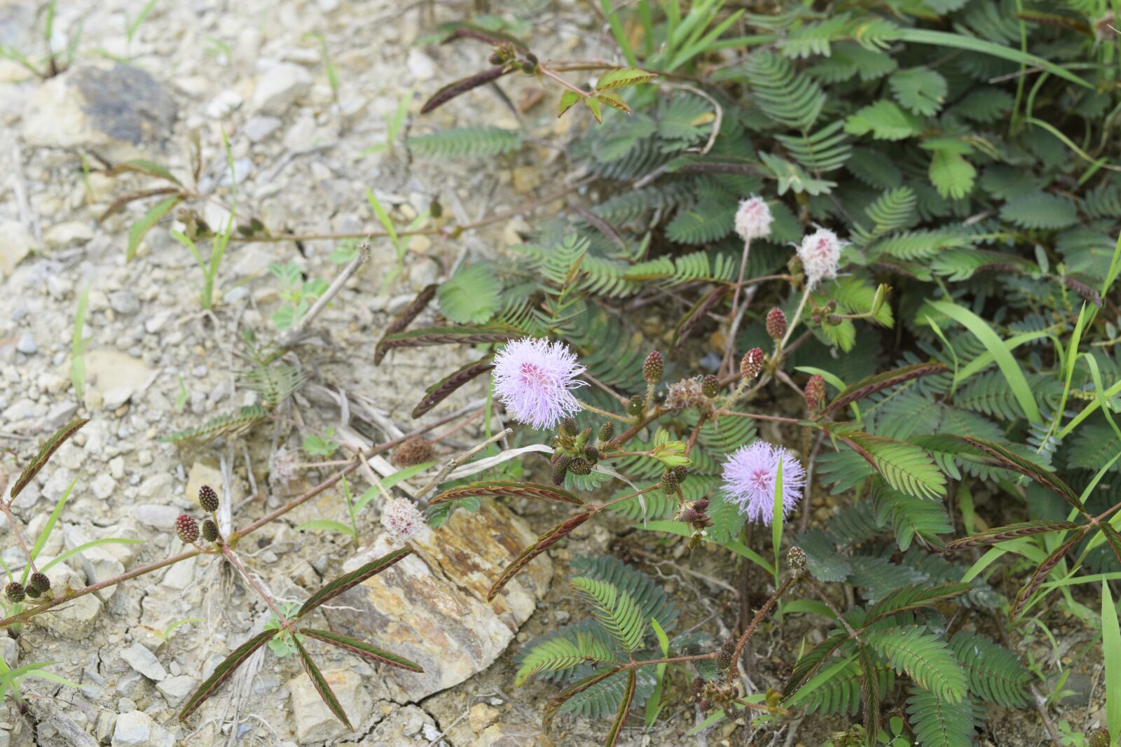Nikon D3300 sample photo. Mimosa, flower, nature photography